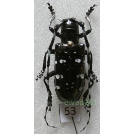 Anoplophora freyi (Breuning, 1946) female China 27mm53